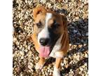 Adopt Rose a Black Mouth Cur