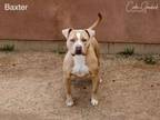 Adopt BAXTER a Pit Bull Terrier