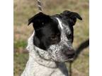 Adopt Prince a Australian Cattle Dog / Blue Heeler