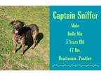 Adopt Captain Sniffer a American Staffordshire Terrier