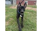 Adopt Ivan a Mountain Cur, Labrador Retriever