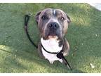 Adopt VEGA a Pit Bull Terrier