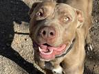 Adopt BIGGIE a Pit Bull Terrier