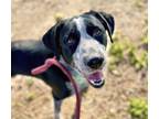 Adopt SAMURAI JACK* a English Pointer