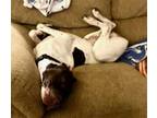 Adopt Gideon a German Shorthaired Pointer