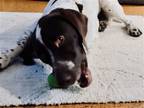 Adopt Ozark a German Shorthaired Pointer