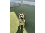 Adopt AUGIE a Pit Bull Terrier, Mixed Breed