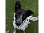 Adopt KERFUFFLE a Australian Cattle Dog / Blue Heeler