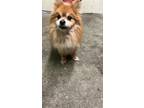 Adopt A683094 a Pomeranian