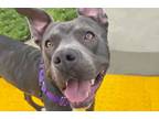 Adopt PONCHO a Pit Bull Terrier, Mixed Breed