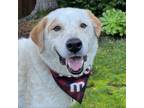 Adopt RALPHY a Australian Cattle Dog / Blue Heeler, Great Pyrenees