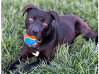 Adopt BEAR CUB a Labrador Retriever, Mixed Breed