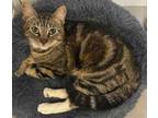 Adopt Salem a Tabby, Domestic Short Hair