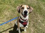 Adopt TOFFEE a Catahoula Leopard Dog, Mixed Breed
