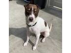 Adopt TANNER a Parson Russell Terrier, Mixed Breed