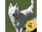 Adopt Iceberg a Siberian Husky