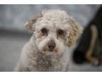 Adopt Brady a Poodle