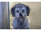 Adopt Shamrock a Poodle