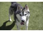 Adopt Percy a Siberian Husky