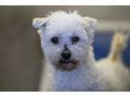 Adopt Milo a Shih Tzu, Poodle