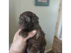 Poodle (Toy) Puppy for sale in Dayton, OH, USA