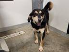 Adopt FRIZZY a Hound, Mixed Breed