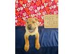 Adopt Chester a Shar-Pei