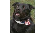 Adopt Bear a Labrador Retriever