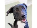 Adopt Mozzie (Formerly Albert) a German Shorthaired Pointer, Hound