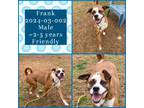 Adopt 2024-03-002 *Frank* a Boxer