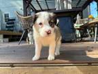 Adopt Burrata a Pit Bull Terrier