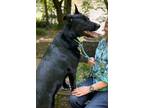 Adopt Rawley a Shepherd, Labrador Retriever