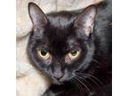 Adopt Murphy a Domestic Short Hair