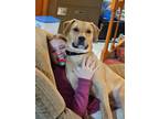 Adopt Argo - Teacher's Pet a Pit Bull Terrier, Labrador Retriever