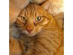 Adopt **COURTESY LISTING** Travis a Domestic Short Hair