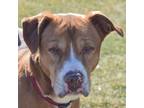 Adopt Springs a American Staffordshire Terrier, Labrador Retriever