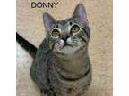 Adopt Donny a Domestic Short Hair