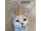 Adopt Brock a Domestic Short Hair