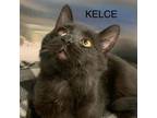 Adopt Kelce a Domestic Medium Hair