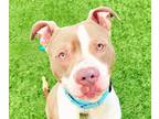 Adopt Pibbles a Pit Bull Terrier