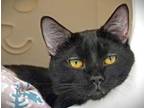 Adopt Dr. Kitten a Domestic Short Hair