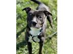 Adopt Scottie a Pit Bull Terrier, Mixed Breed