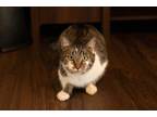 Adopt Mr.Tough Guy a Domestic Short Hair