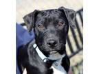 Adopt Ricky (AO30769) a Labrador Retriever, Mixed Breed