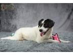 Adopt Brody 5081 a Australian Shepherd, Mixed Breed