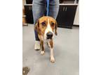 Adopt Rylee ~ SPONSORED! a Feist, Mixed Breed