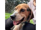 Adopt Buck a Beagle