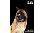 Adopt Bars a Akita