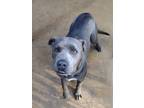 Adopt Smoke a Terrier, Pit Bull Terrier