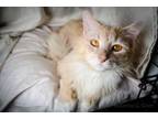 Adopt Aslan a Domestic Long Hair